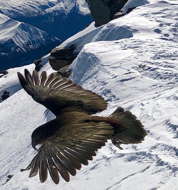 New Zealand Kea