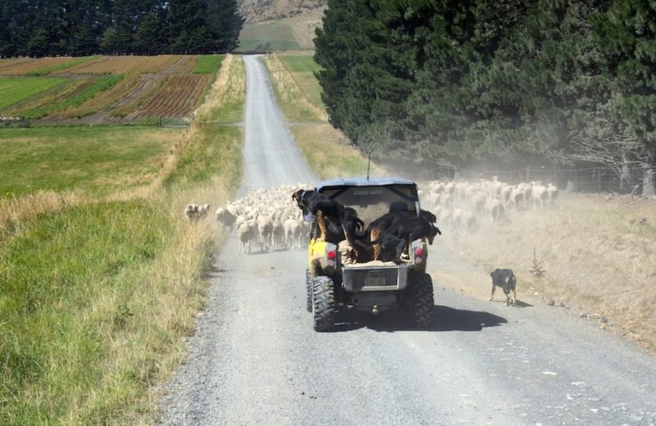 4WD On Road With Dogs