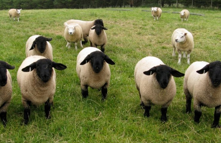 Suffolk Sheep Farm