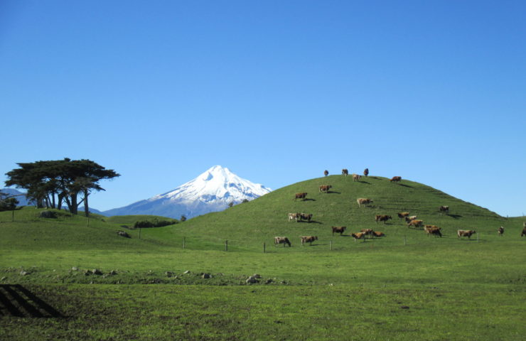 Taranaki Cows