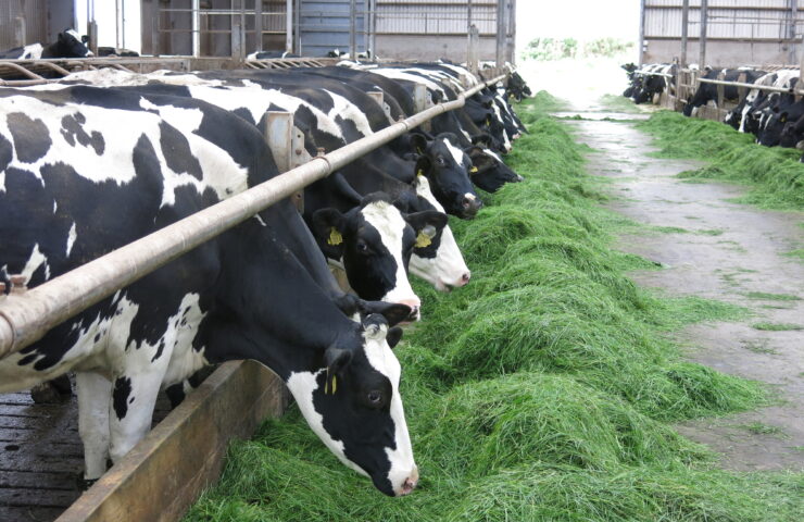 Cows Fresian Eat