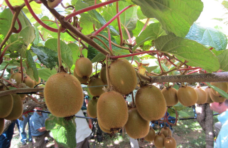 Kiwifruit Farm