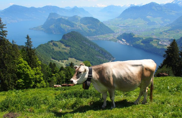 Brown Cow In Field