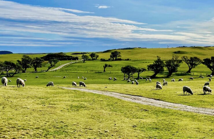 Chats Sheep Trees