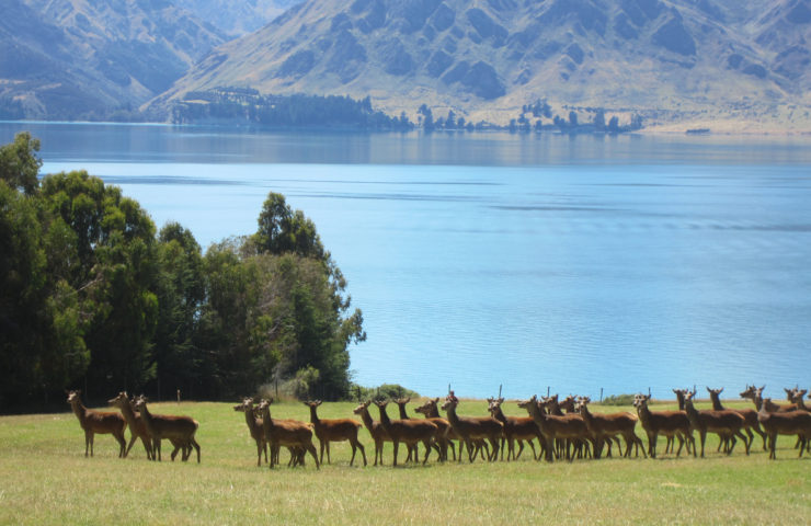 Deer Farm Lake