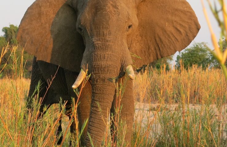 Elephant Looking At Camera