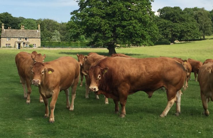 Highland Cattle