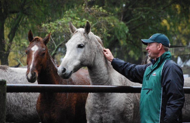Pav Horses Geoff
