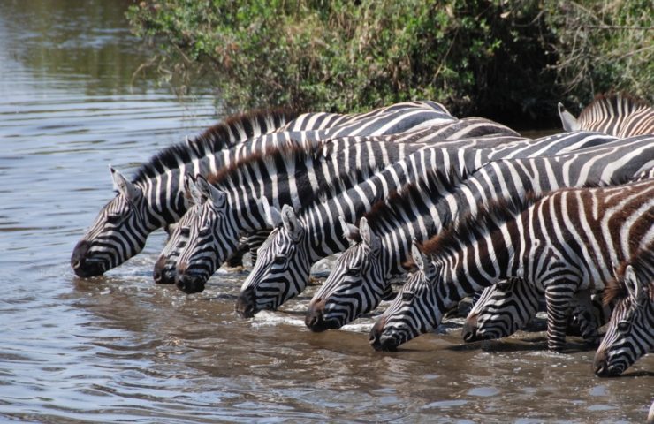 Zebra Drinking From River