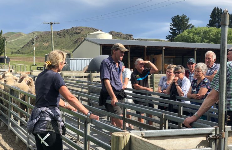 Sheepyardsnz